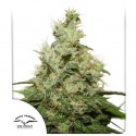 CBD Kush® - Graines de Cannabis Féminisées - Dutch Passion
