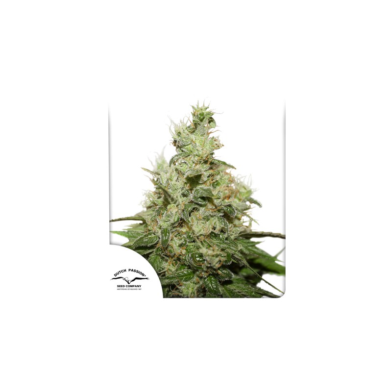 CBD Kush® - Graines de Cannabis Féminisées - Dutch Passion