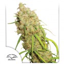 Buy Desfrán® Feminised Seeds | Dutch Passion UK