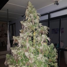 Forest Dream® | Semi di cannabis fuori produzione