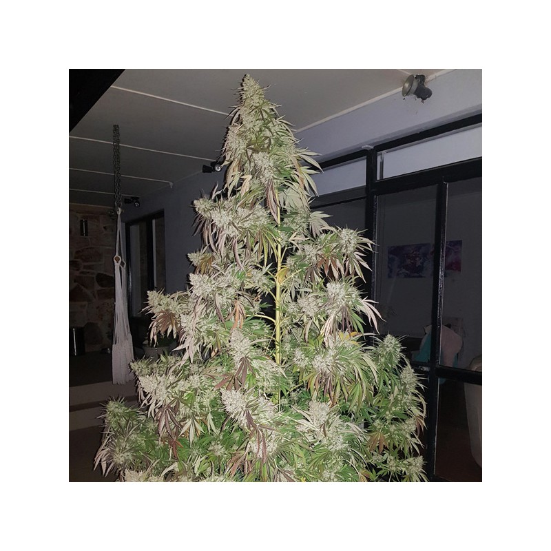 Forest Dream® | Semi di cannabis fuori produzione
