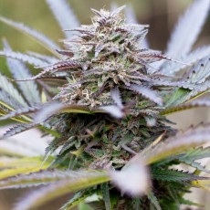 Forest Dream® | Semi di cannabis fuori produzione