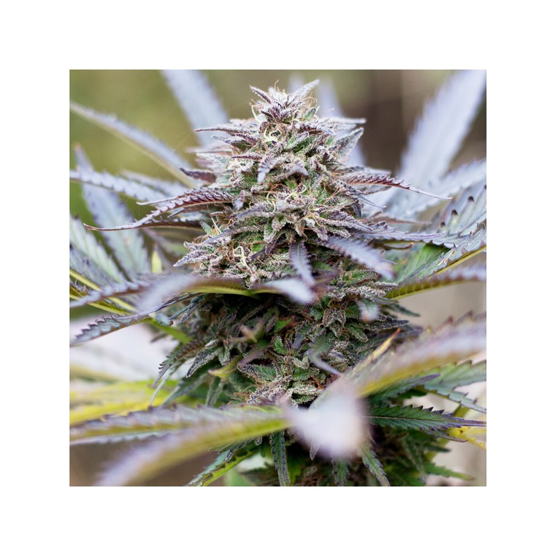 Forest Dream® | Semi di cannabis fuori produzione