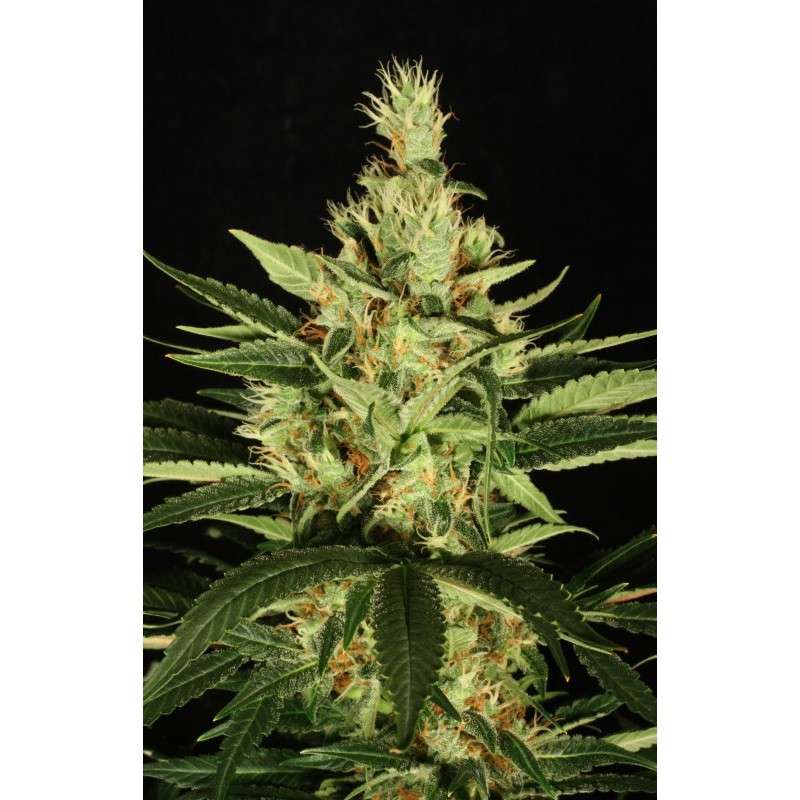 Ortega Indica® Cannabis Seeds (Discontinued) | Dutch Passion