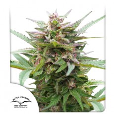 Forest Dream® | Semi di cannabis fuori produzione