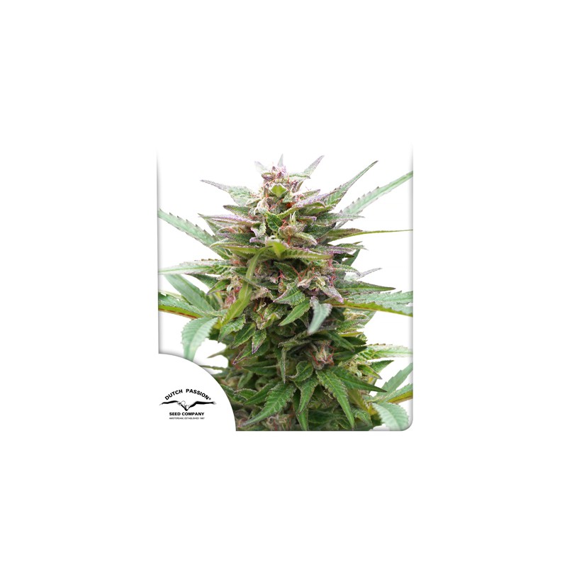 Forest Dream® | Semi di cannabis fuori produzione