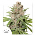 Compra Passion Fruit® Semillas Feminizadas | Dutch Passion