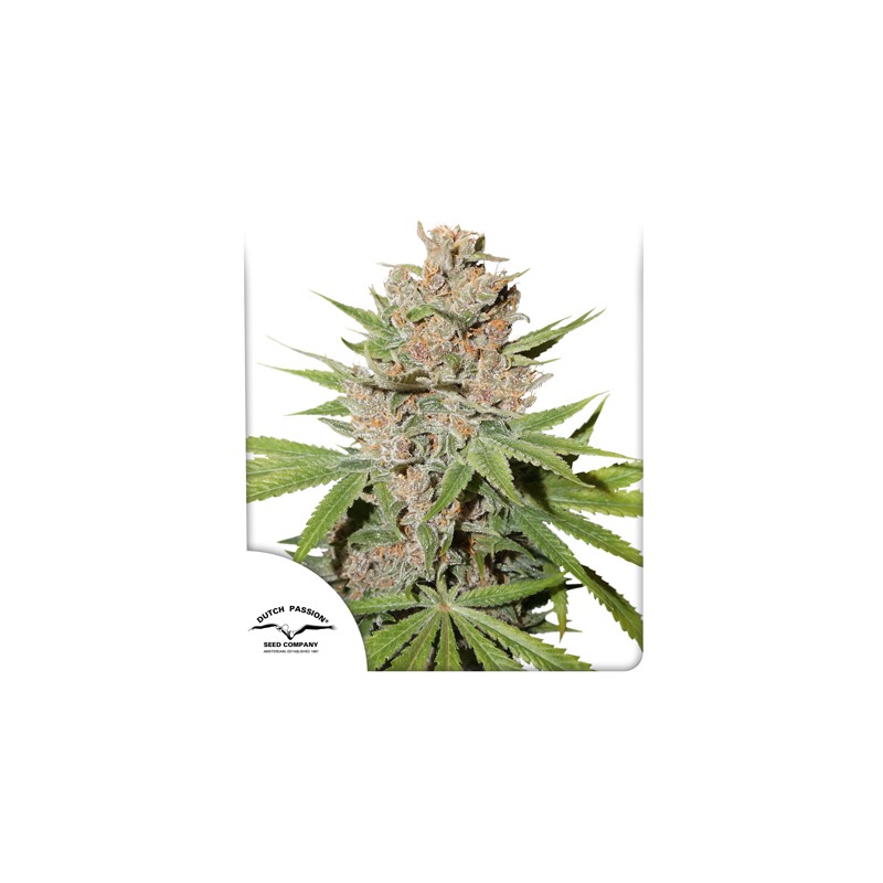 Compra Passion Fruit® Semillas Feminizadas | Dutch Passion