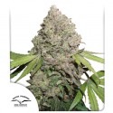 Купите Феминизированные Семена CBD Charlotte's Angel® | Dutch Passion