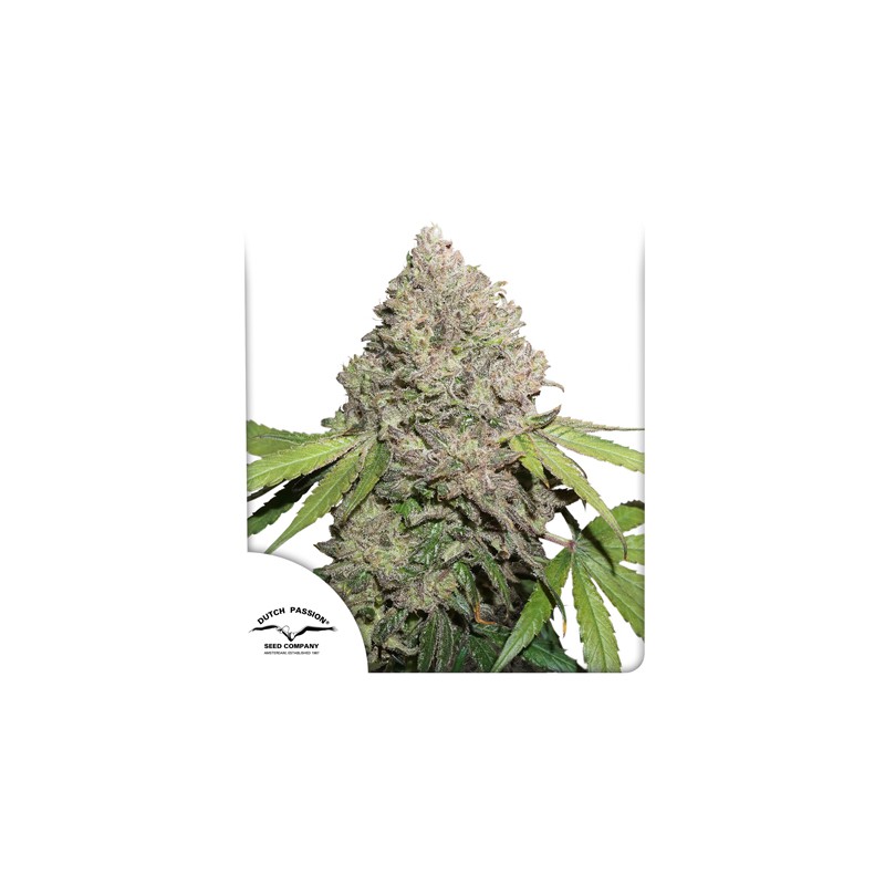 Купите Феминизированные Семена CBD Charlotte's Angel® | Dutch Passion