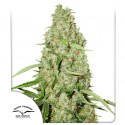 Buy Think Fast® Feminised Seeds | Dutch Passion