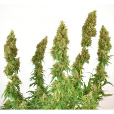 Buy THC-Victory ® Feminised Seeds | Dutch Passion UK Buy THC-Victory ® Feminised Seeds | Dutch Passion UK