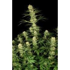Ortega Indica® Cannabis Seeds (Discontinued) | Dutch Passion