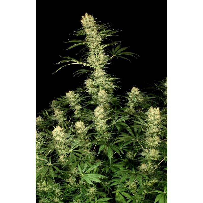 Ortega Indica® Cannabis Seeds (Discontinued) | Dutch Passion