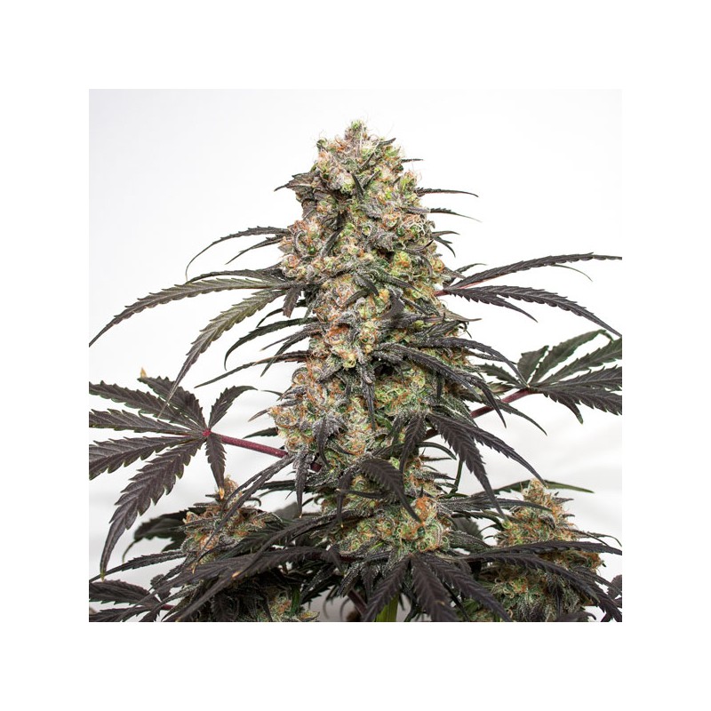 Compra Passion Fruit® Semillas Feminizadas | Dutch Passion Compra Passion Fruit® Semillas Feminizadas | Dutch Passion