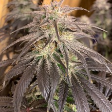Bubba Island Kush® | Semi di cannabis fuori produzione