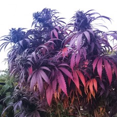 Bubba Island Kush® | Semi di cannabis fuori produzione