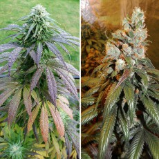 Bubba Island Kush® | Semi di cannabis fuori produzione