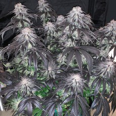 Bubba Island Kush® | Semi di cannabis fuori produzione