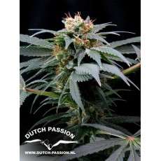 Ortega Indica® Cannabis Seeds (Discontinued) | Dutch Passion