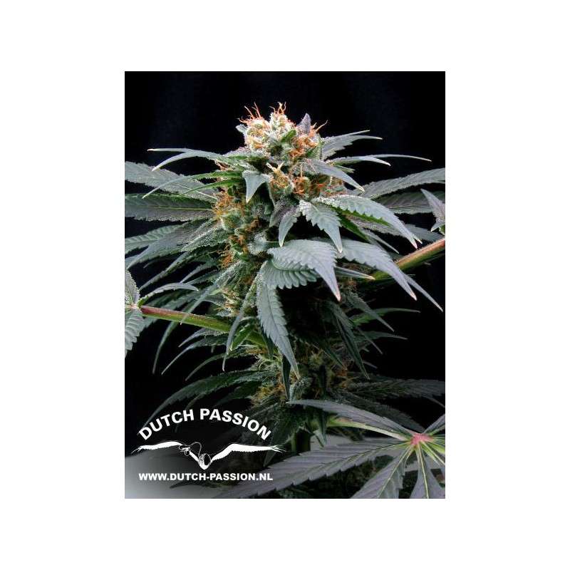 Ortega Indica® Cannabis Seeds (Discontinued) | Dutch Passion