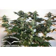 Ortega Indica® Cannabis Seeds (Discontinued) | Dutch Passion