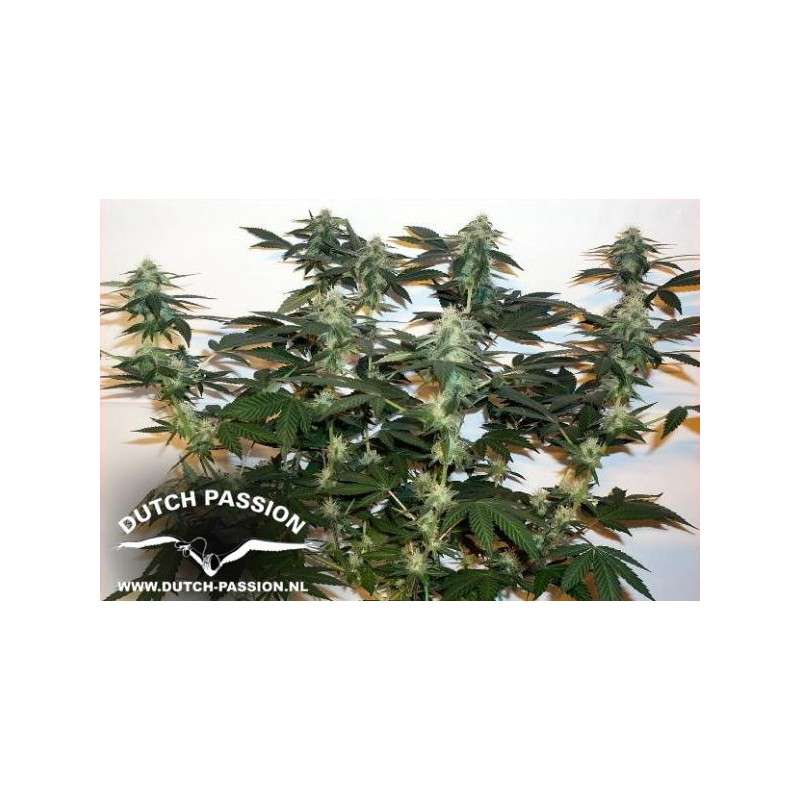 Ortega Indica® Cannabis Seeds (Discontinued) | Dutch Passion