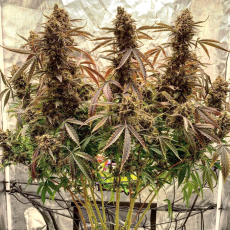 Auto Power Plant® Feminisierte Autoflower-Samen kaufen | Dutch Passion DE Auto Power Plant® Feminisierte Autoflower-Samen kaufen | Dutch Passion DE