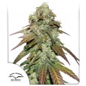 Buy CBD Mazar® Feminised Cannabis Seeds | Dutch Passion UK