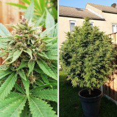 Comprar Durban Poison® Semillas Feminizadas | Dutch Passion Comprar Durban Poison® Semillas Feminizadas | Dutch Passion