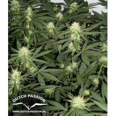 Ortega Indica® Cannabis Seeds (Discontinued) | Dutch Passion