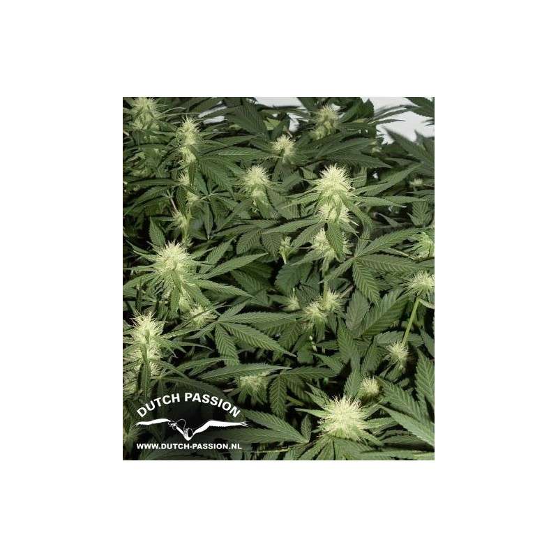 Ortega Indica® Cannabis Seeds (Discontinued) | Dutch Passion