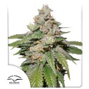 Auto Mokum's Tulip® Autoflower-Samen kaufen | Dutch Passion DE