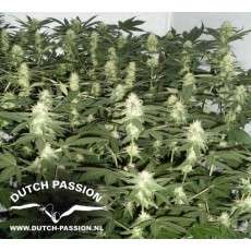 Ortega Indica® Cannabis Seeds (Discontinued) | Dutch Passion