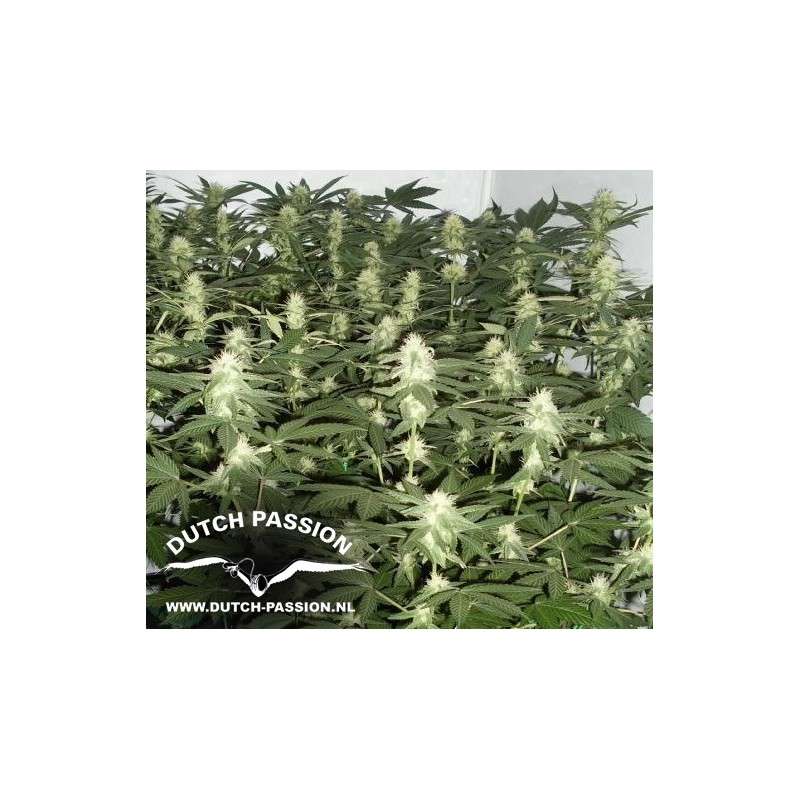 Ortega Indica® Cannabis Seeds (Discontinued) | Dutch Passion