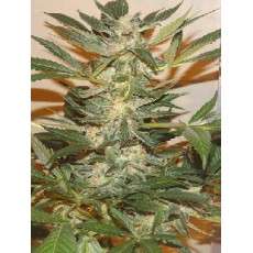 Ortega Indica® Cannabis Seeds (Discontinued) | Dutch Passion