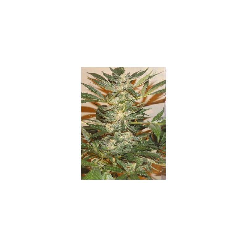 Ortega Indica® Cannabis Seeds (Discontinued) | Dutch Passion