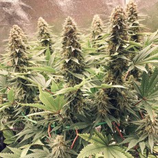 Compra semillas feminizadas Power Plant® | Dutch Passion ES Compra semillas feminizadas Power Plant® | Dutch Passion ES