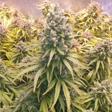 Auto Lemon Kix® - Semillas Cannabis Autoflorecientes | Dutch Passion Auto Lemon Kix® - Semillas Cannabis Autoflorecientes | Dutch Passion