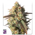 Strawberry Chemdawg OG