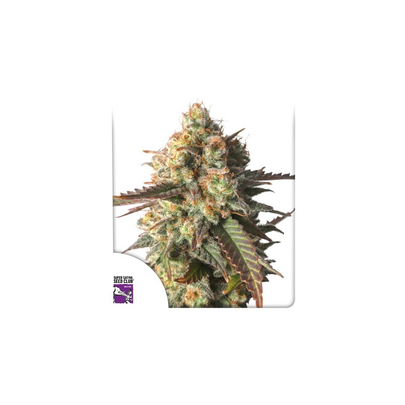 Strawberry Chemdawg OG