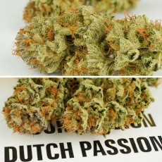 Kup nasiona automatyczne Auto Mokum's Tulip® | Dutch Passion PL Kup nasiona automatyczne Auto Mokum's Tulip® | Dutch Passion PL