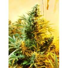 Compra semillas regulares Skunk # 1® | Dutch Passion Compra semillas regulares Skunk # 1® | Dutch Passion