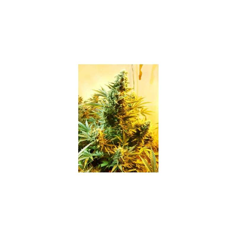 Compra semillas regulares Skunk # 1® | Dutch Passion Compra semillas regulares Skunk # 1® | Dutch Passion