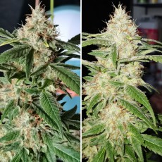 Buy TnT Trichome Feminised Seeds from Super Sativa Seed Club