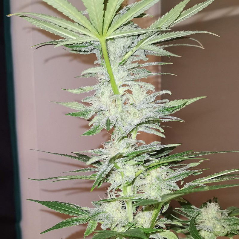 Kosher Haze Kosher Haze