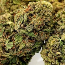 Kosher Haze Kosher Haze