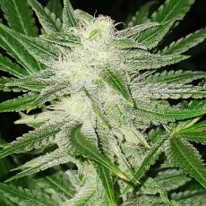 Kosher Haze Kosher Haze