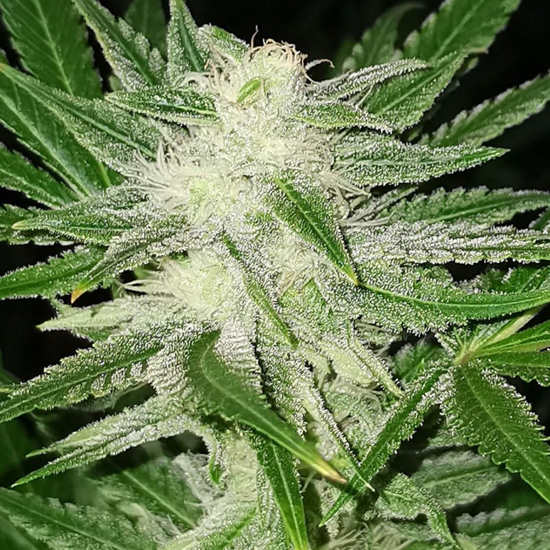 Kosher Haze Kosher Haze