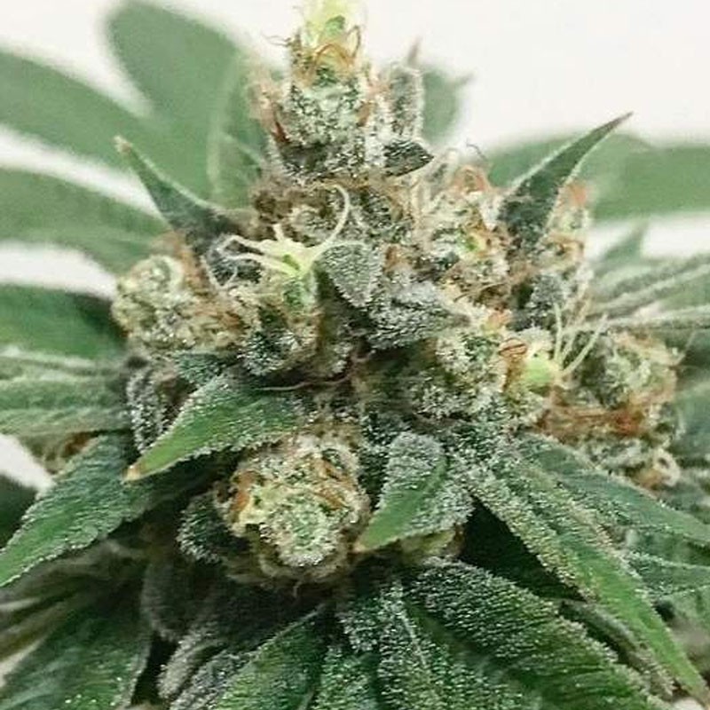 Kosher Haze Kosher Haze